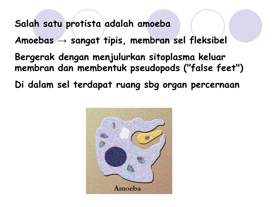 Salah satu protista adalah amoeba