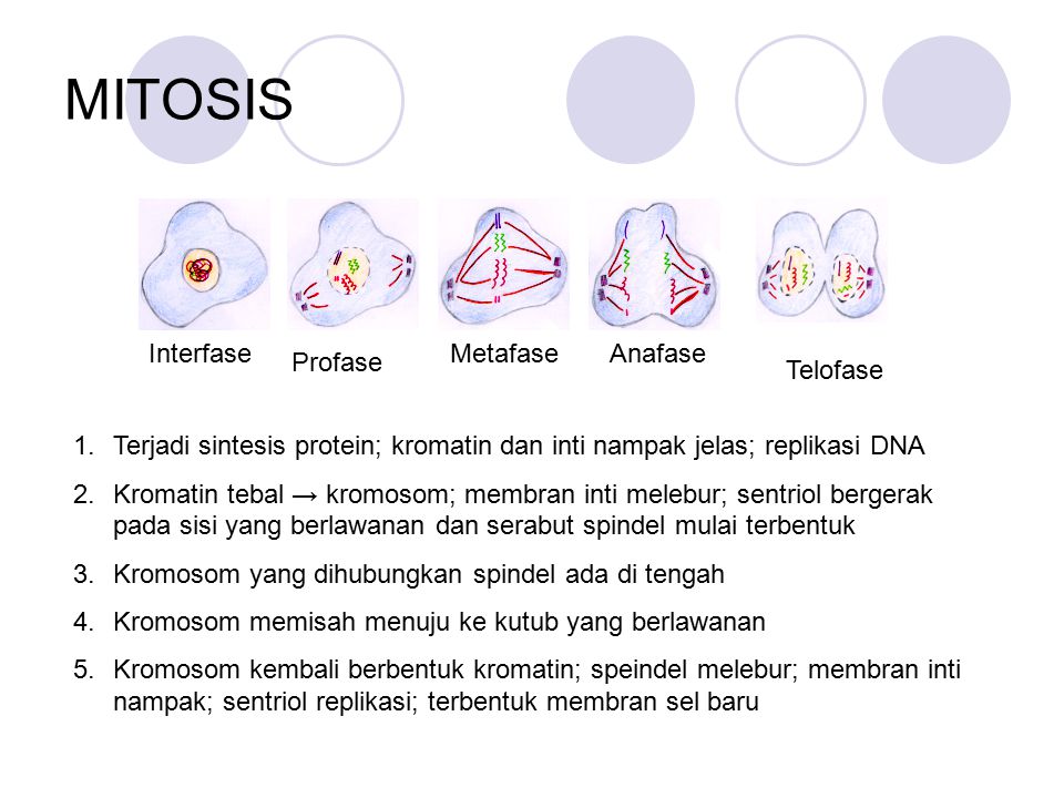 MITOSIS Interfase Metafase Anafase Profase Telofase