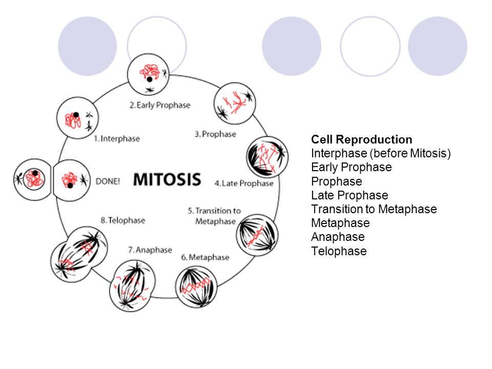 Cell Reproduction Interphase (before Mitosis) Early Prophase Prophase Late Prophase Transition to Metaphase Metaphase Anaphase Telophase