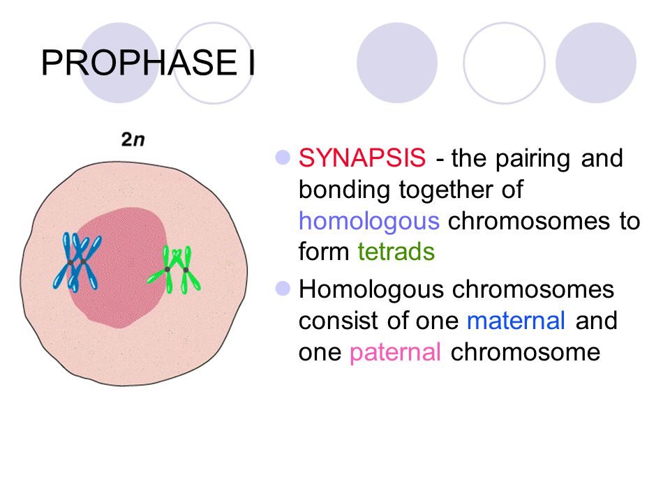 PROPHASE I SYNAPSIS - the pairing and bonding together of homologous chromosomes to form tetrads.