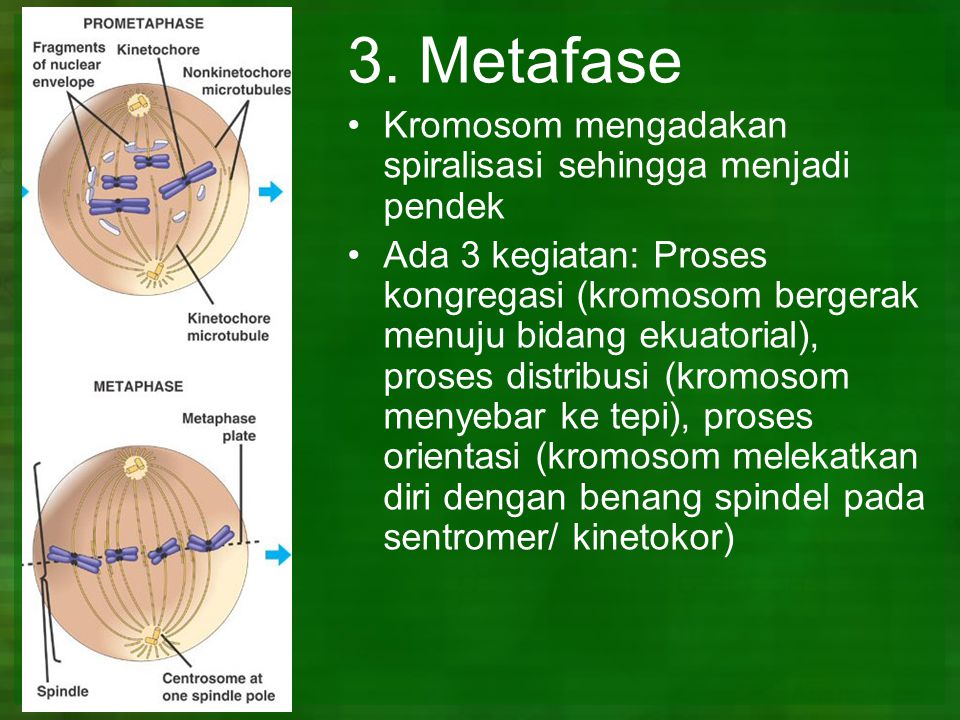 3. Metafase Kromosom mengadakan spiralisasi sehingga menjadi pendek
