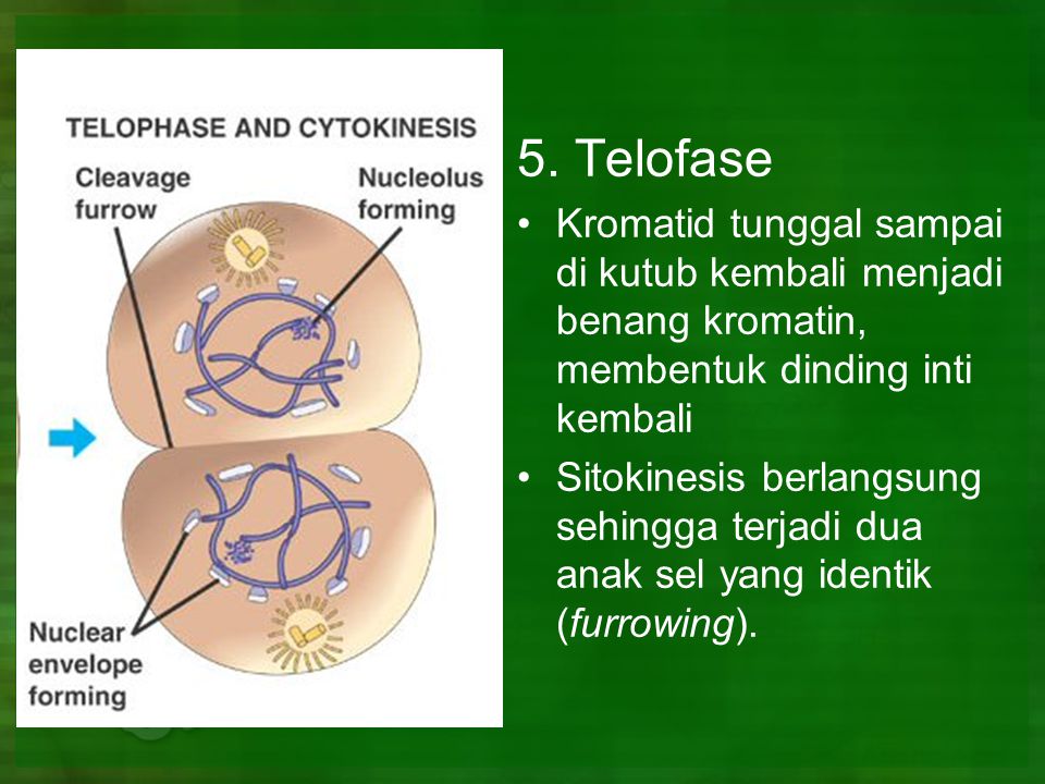 5. Telofase Kromatid tunggal sampai di kutub kembali menjadi benang kromatin, membentuk dinding inti kembali.