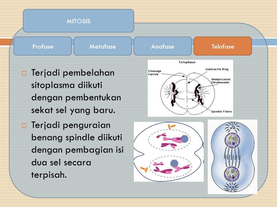 MITOSIS Profase. Metafase. Anafase. Telofase. Terjadi pembelahan sitoplasma diikuti dengan pembentukan sekat sel yang baru.