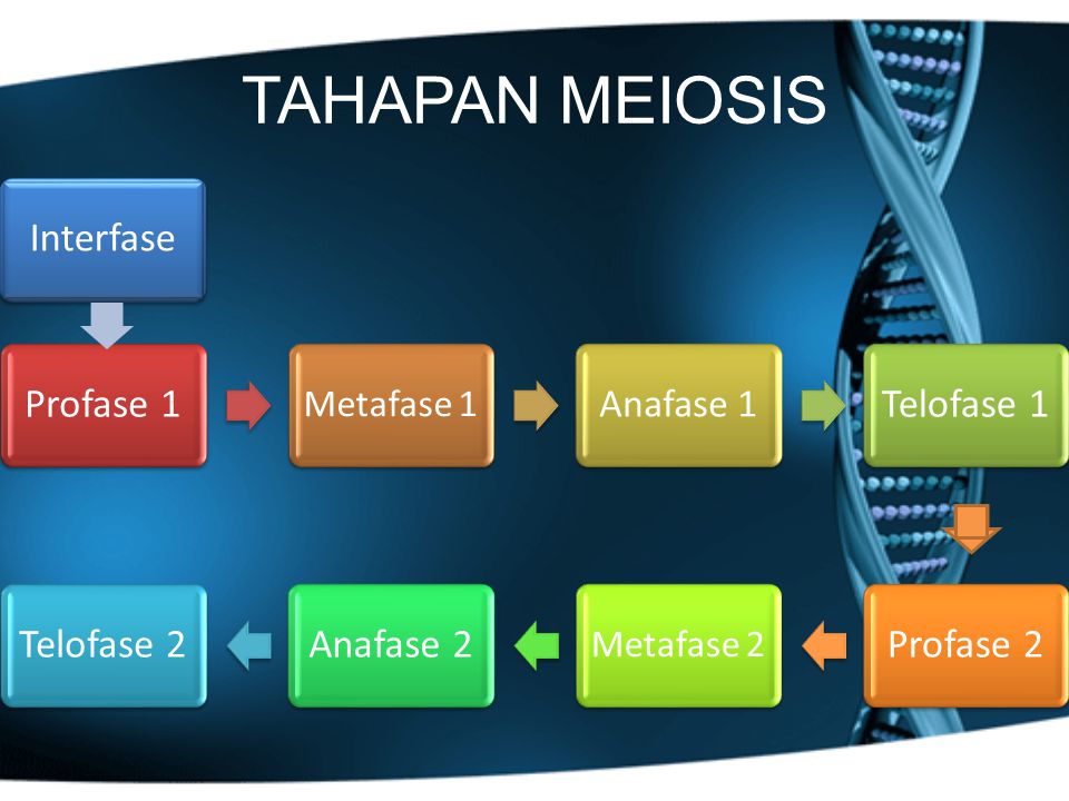 TAHAPAN MEIOSIS Interfase Anafase 1 Metafase 1 Metafase 2 Profase 1