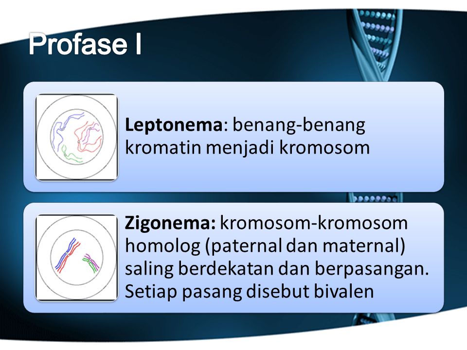 Profase I Leptonema: benang-benang kromatin menjadi kromosom
