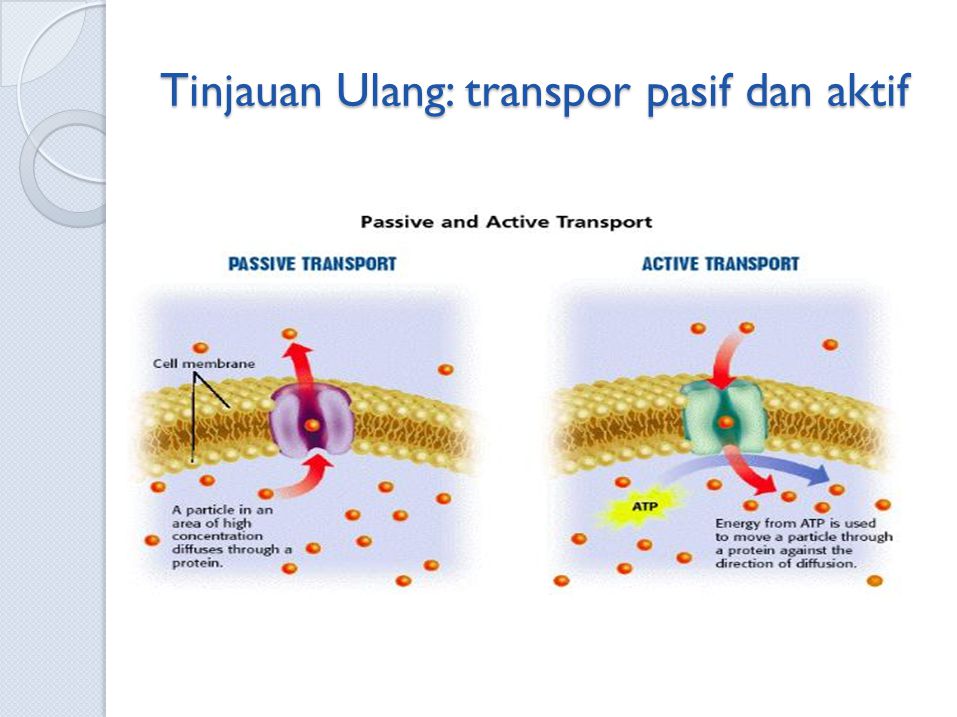 Transport Aktif Dan Pasif – Materisekolah.github.io