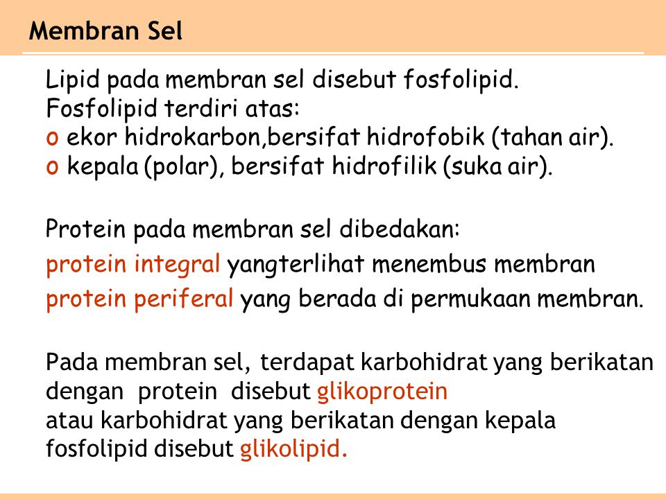 Membran Sel Lipid pada membran sel disebut fosfolipid.