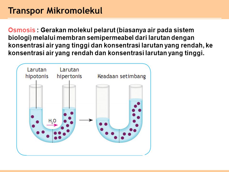 Transpor Mikromolekul