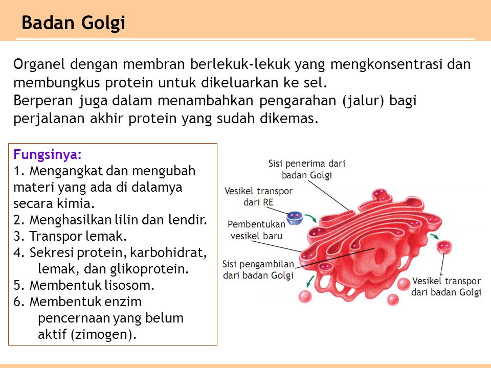 Badan Golgi Organel dengan membran berlekuk-lekuk yang mengkonsentrasi dan membungkus protein untuk dikeluarkan ke sel.