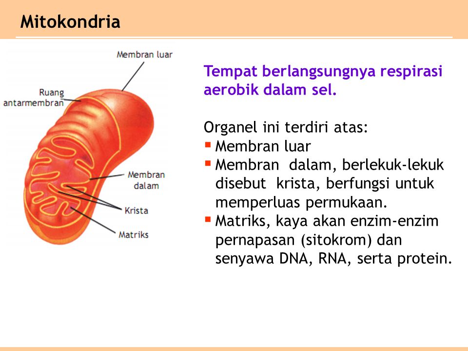 Mitokondria Tempat berlangsungnya respirasi aerobik dalam sel.