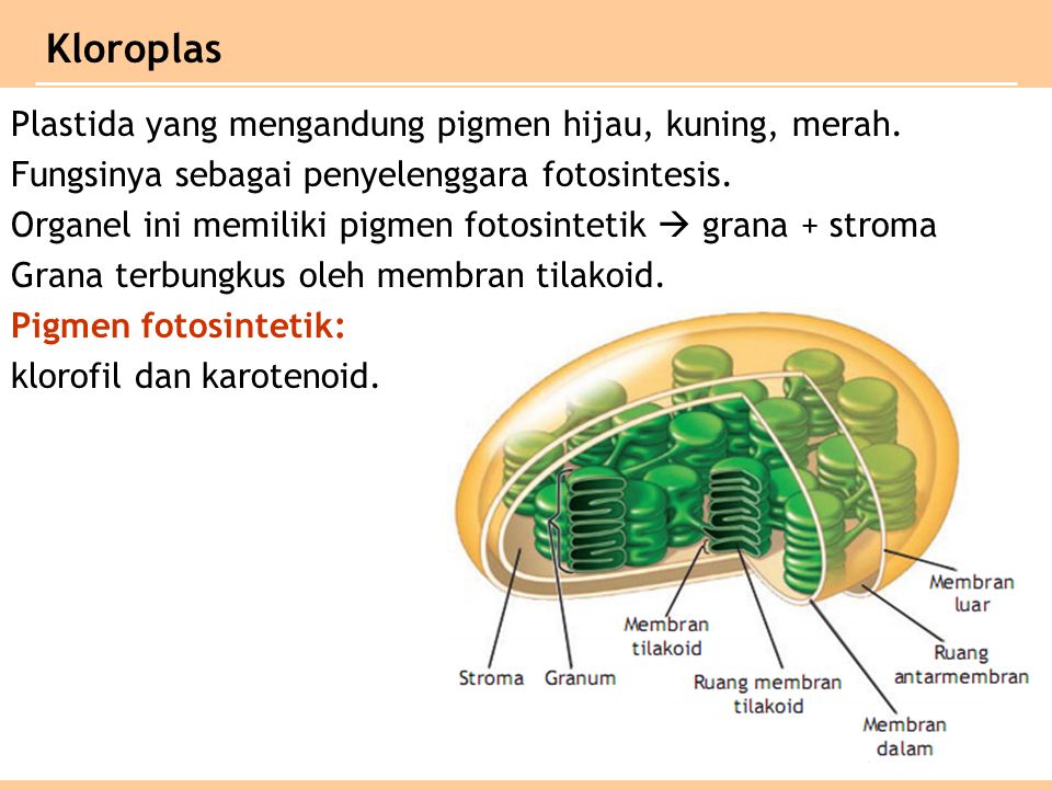 Kloroplas
