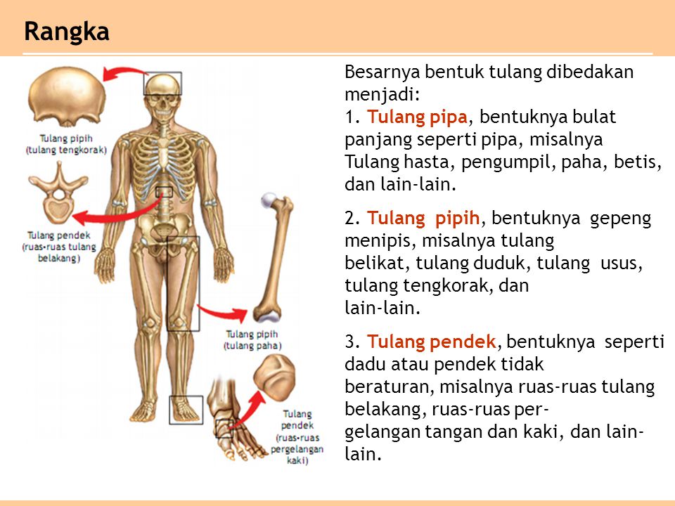 Menurut bentuknya, tulang tengkorak termasuk tulang.....