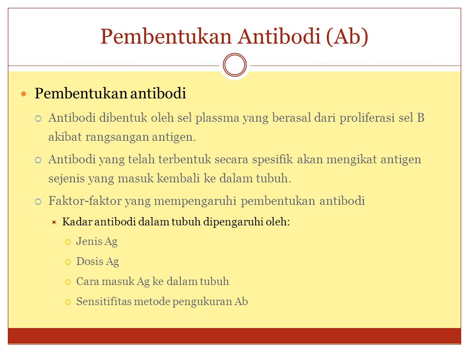 Pembentukan Antibodi (Ab)