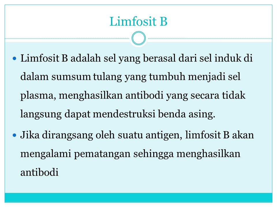 Limfosit B