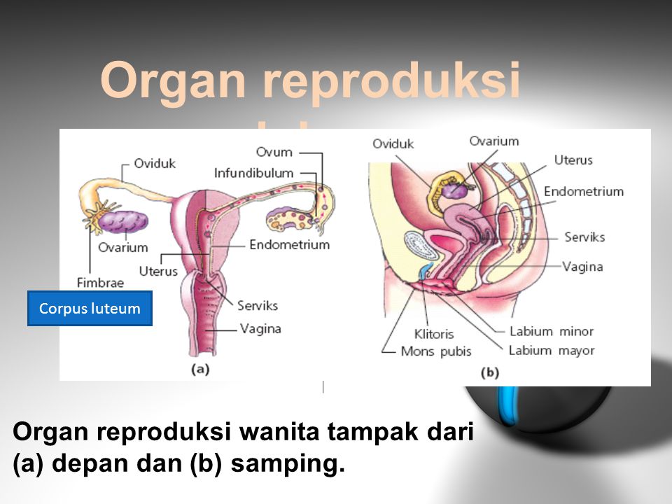 Organ reproduksi dalam