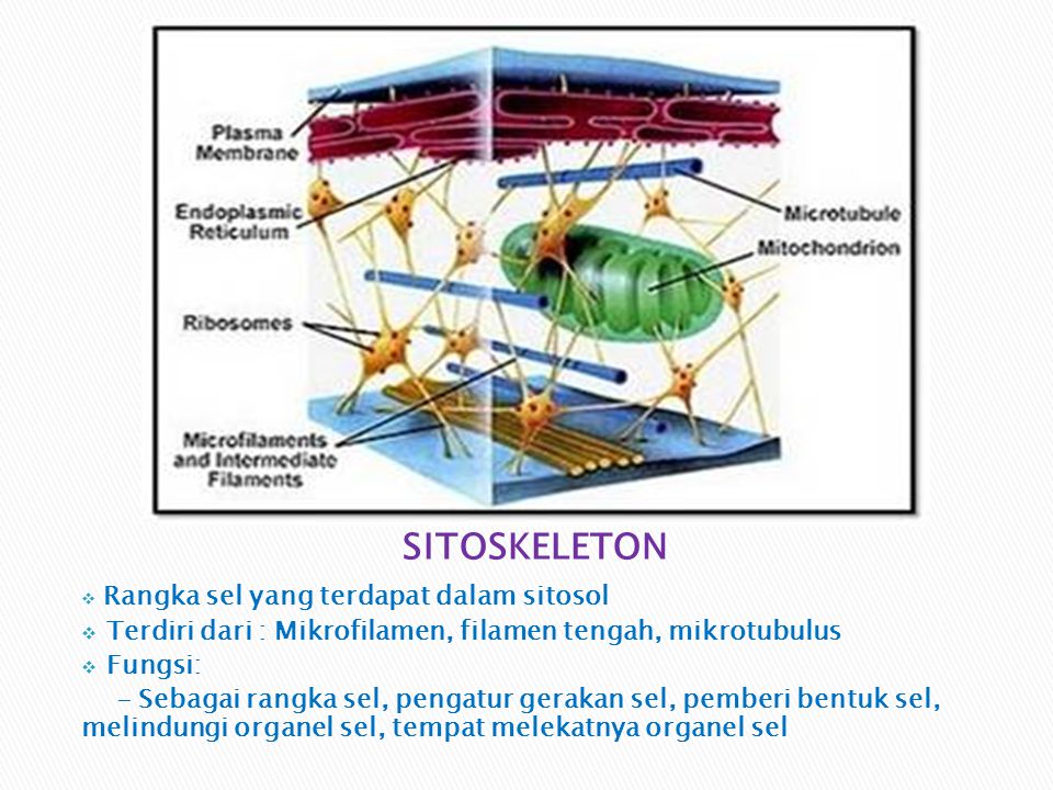 SITOSKELETON Terdiri dari : Mikrofilamen, filamen tengah, mikrotubulus