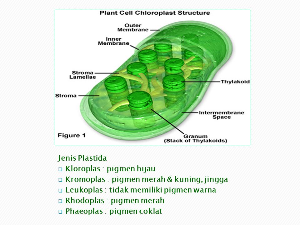 Jenis Plastida Kloroplas : pigmen hijau. Kromoplas : pigmen merah & kuning, jingga. Leukoplas : tidak memiliki pigmen warna.