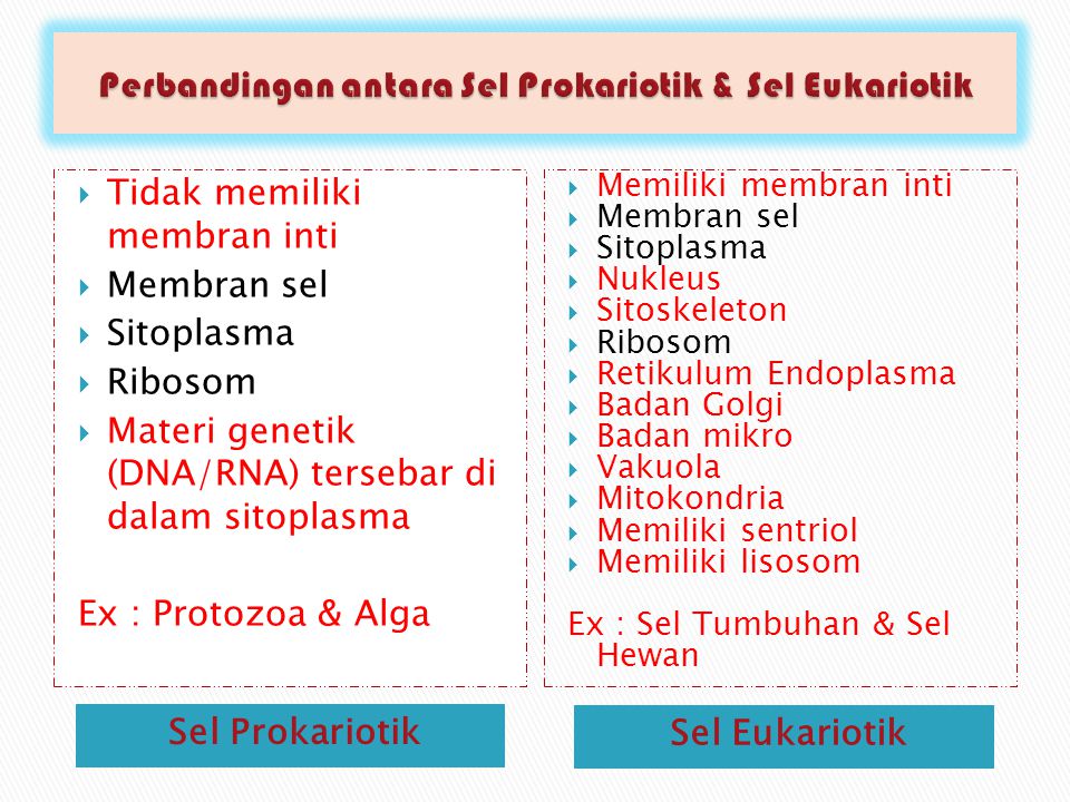 Perbandingan antara Sel Prokariotik & Sel Eukariotik