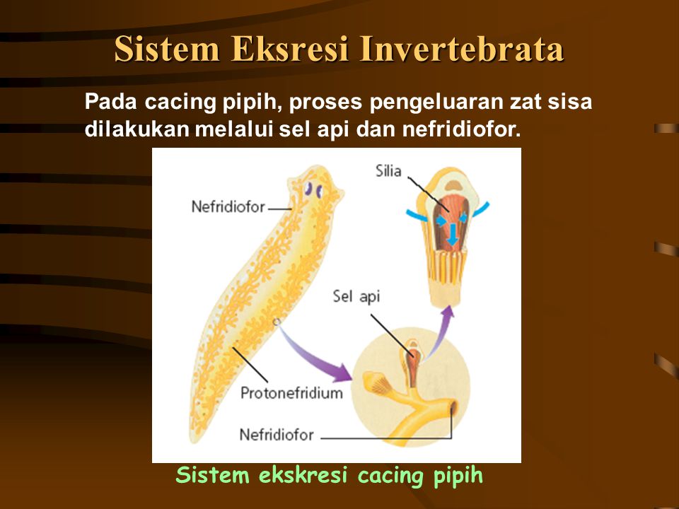 Sistem Eksresi Invertebrata