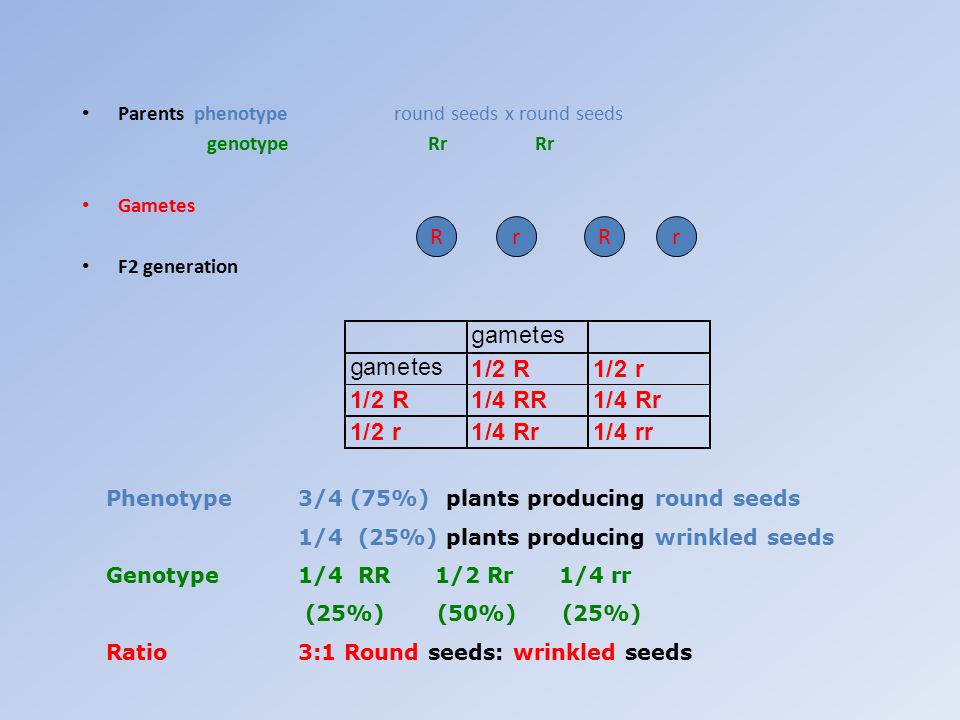 R r R r Parents phenotype round seeds x round seeds genotype Rr Rr