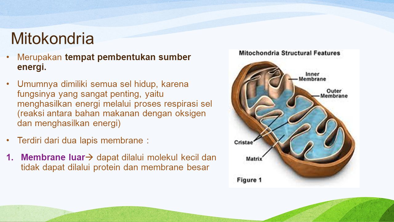 Mitokondria Merupakan tempat pembentukan sumber energi.