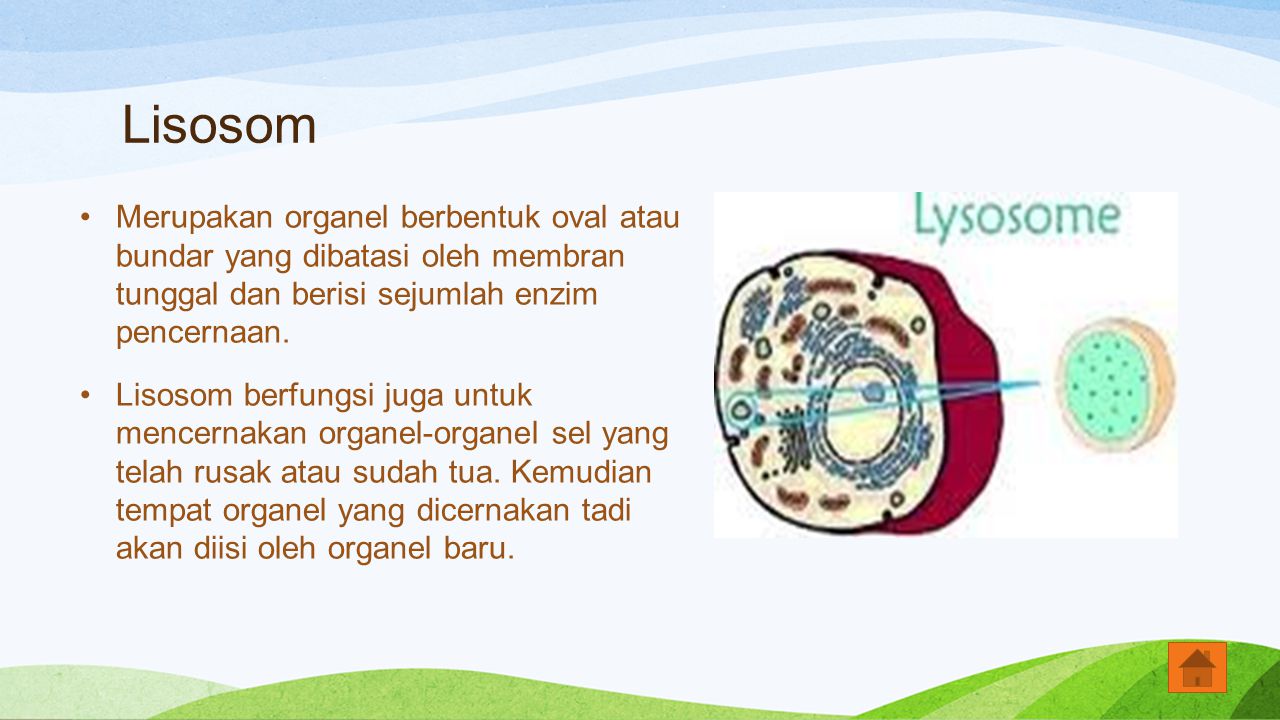 Lisosom Merupakan organel berbentuk oval atau bundar yang dibatasi oleh membran tunggal dan berisi sejumlah enzim pencernaan.