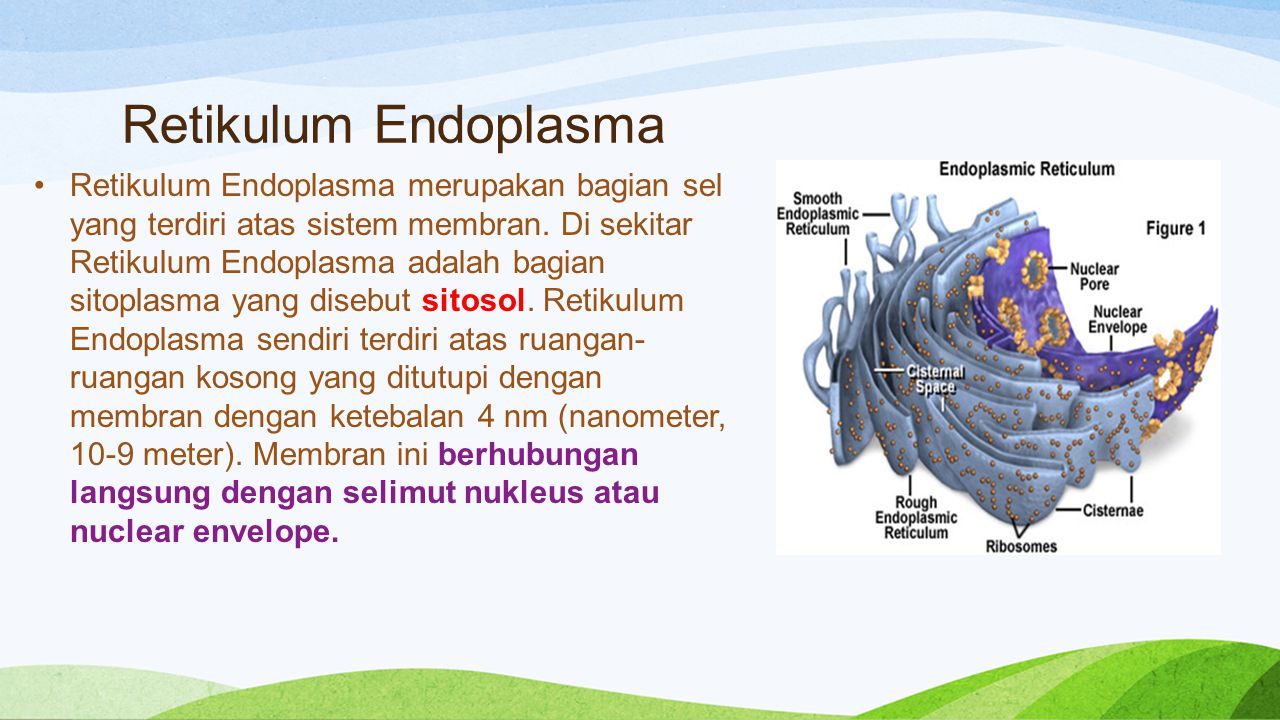 Retikulum Endoplasma.