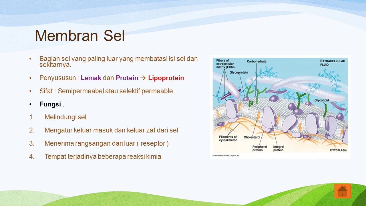 Membran Sel Bagian sel yang paling luar yang membatasi isi sel dan sekitarnya. Penyususun : Lemak dan Protein  Lipoprotein.