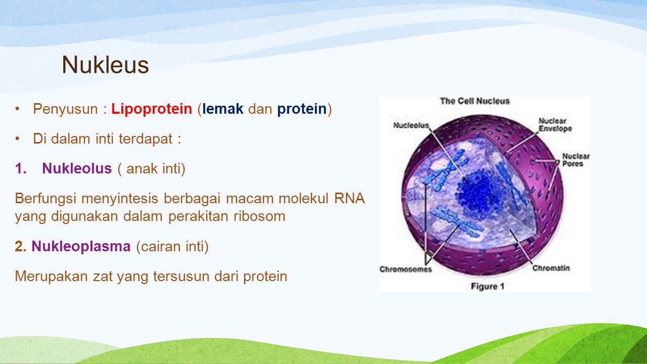 Nukleus Penyusun : Lipoprotein (lemak dan protein)
