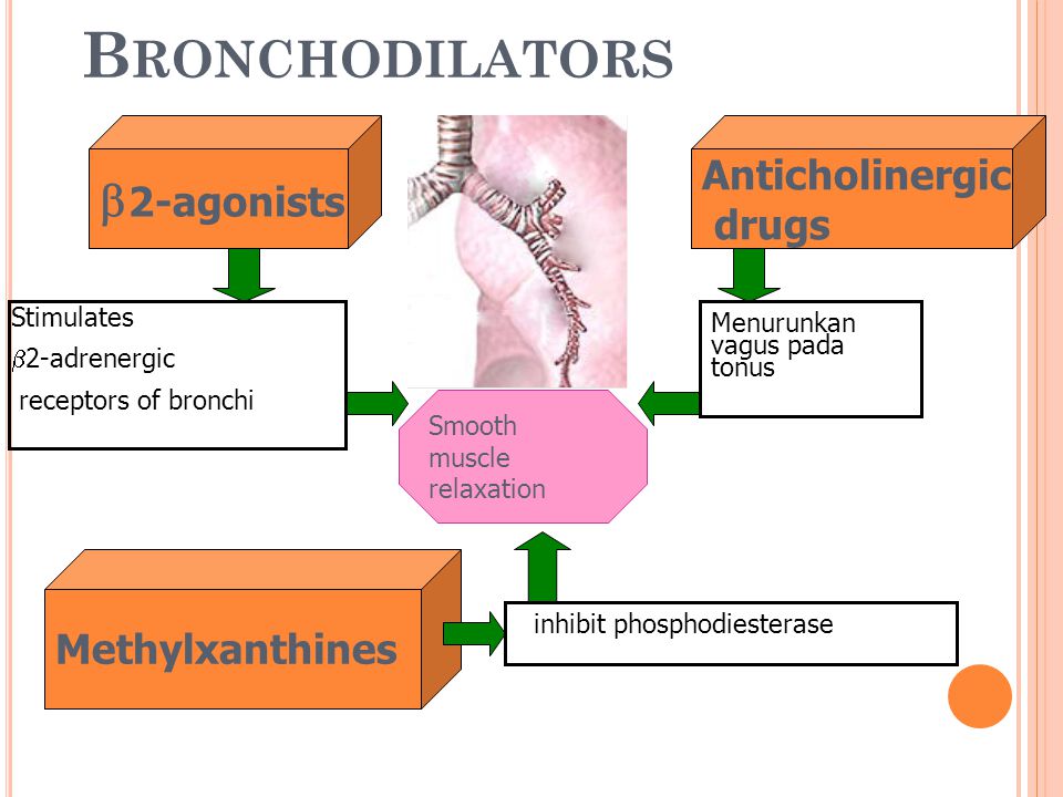 Вагус и инсулин. Bronchodilators. Bronchodilators drugs. Inhibit phosphodiesterase.