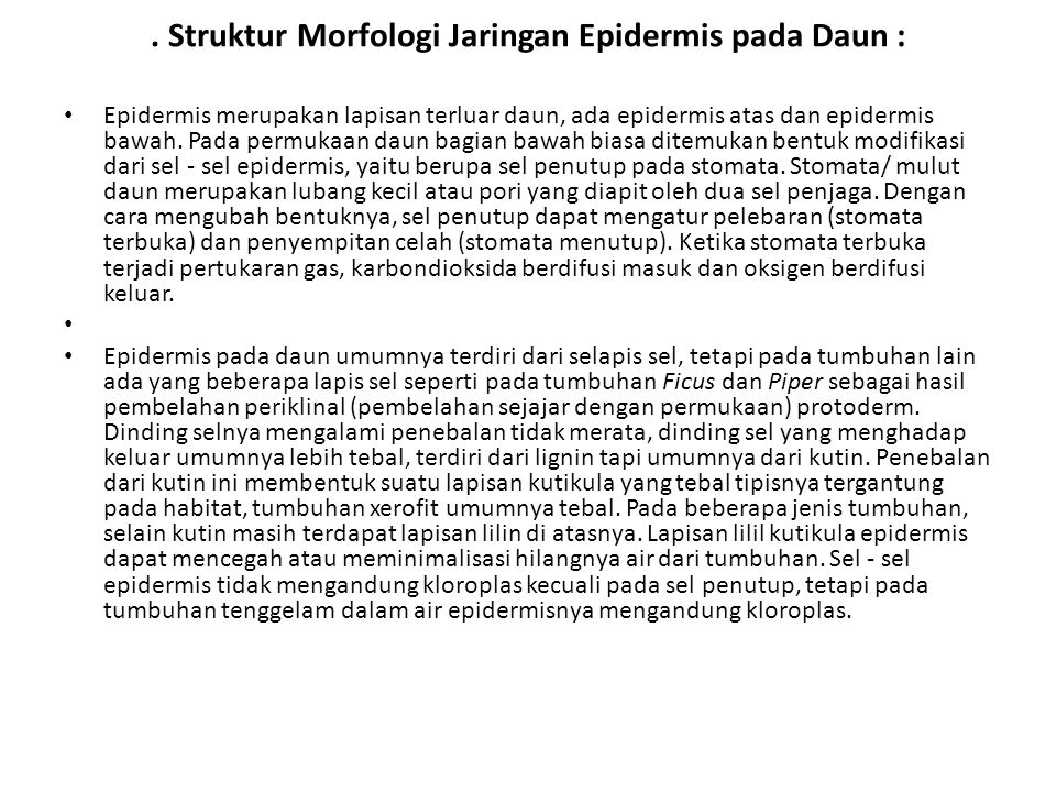 . Struktur Morfologi Jaringan Epidermis pada Daun :