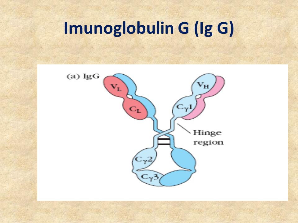 Imunoglobulin G (Ig G)