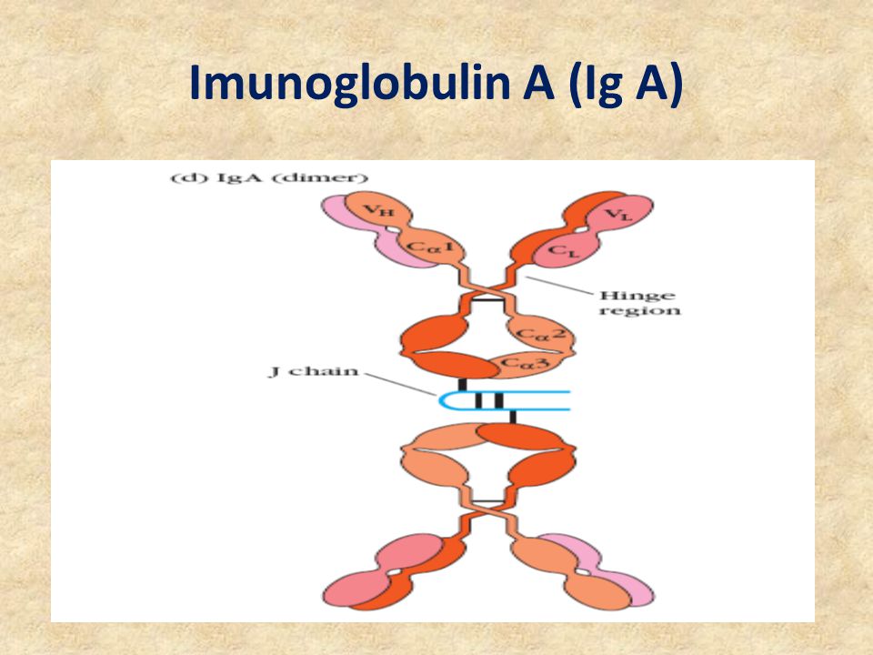 Imunoglobulin A (Ig A)