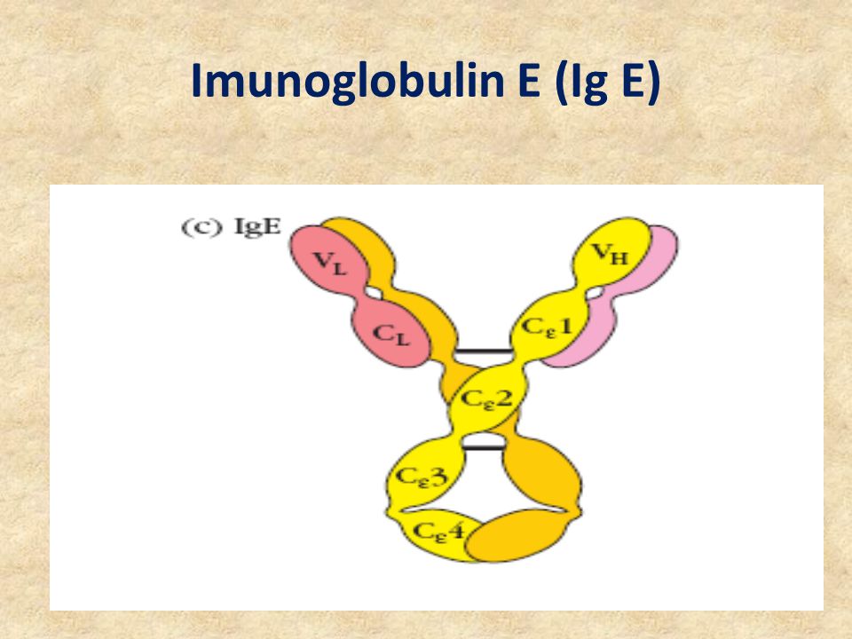 Imunoglobulin E (Ig E)