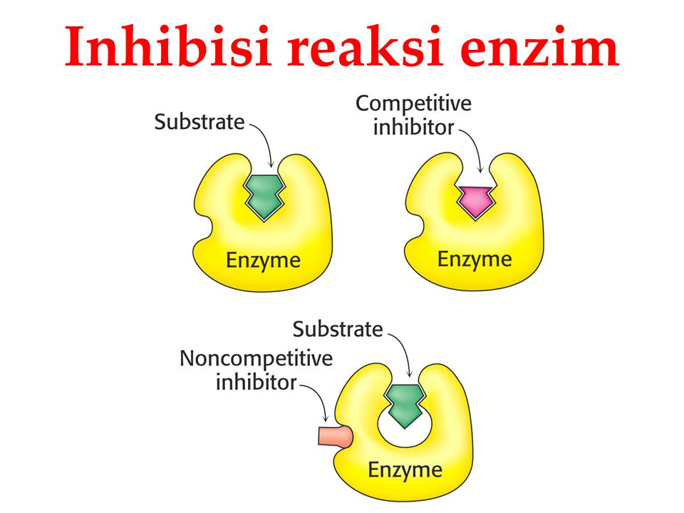 enzim a mély zsírégetéshez