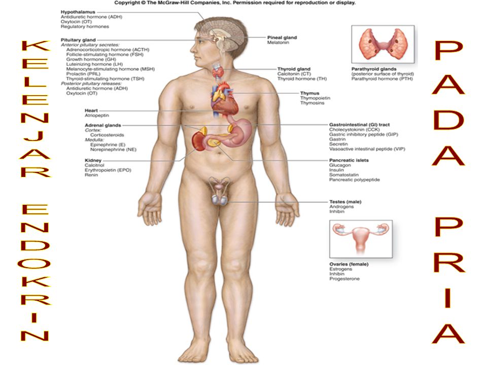29+ Anatomi Fisiologi Endokrin