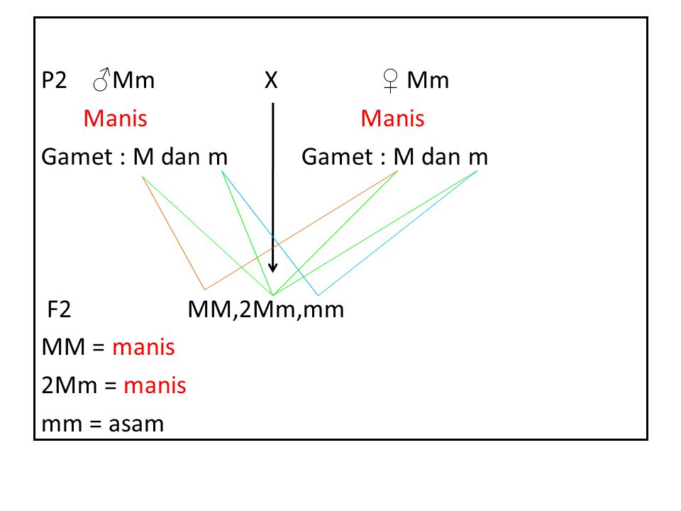 P2 ♂Mm X ♀ Mm Manis Manis Gamet : M dan m Gamet : M dan m F2 MM,2Mm,mm