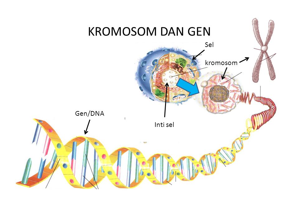 KROMOSOM DAN GEN Sel kromosom Gen/DNA Inti sel