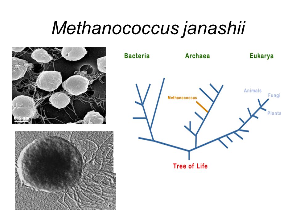 Бактерии округлой формы. Methanococcus jannaschii. Археи метаногены. Метанообразующие археи. Метанобразующие археи и бактерии.