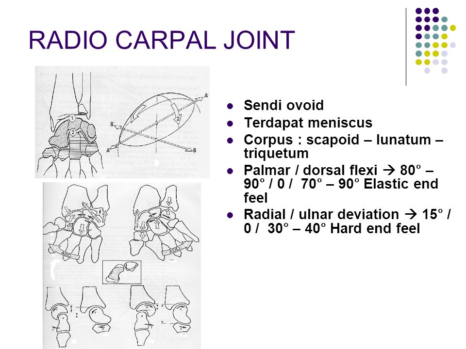 RADIO CARPAL JOINT Sendi ovoid Terdapat meniscus