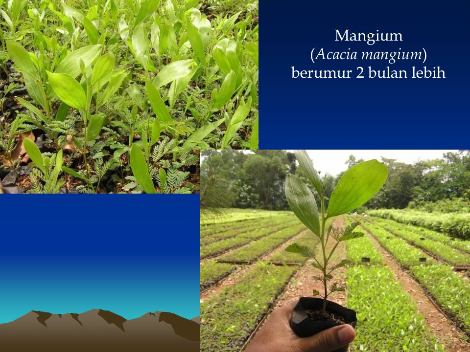 Mangium (Acacia mangium) berumur 2 bulan lebih