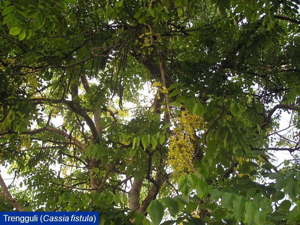 Trengguli (Cassia fistula)