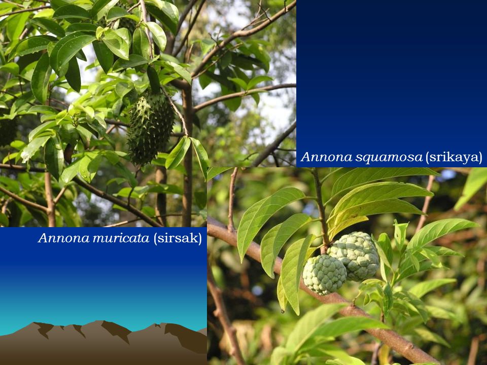 Annona muricata (sirsak)
