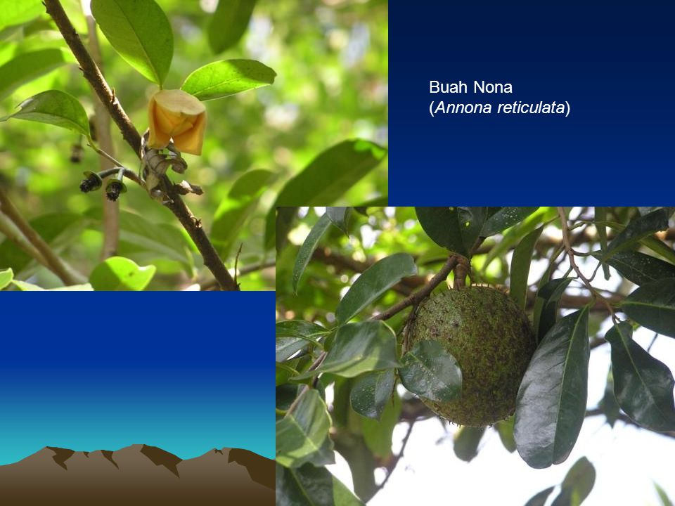 Buah Nona (Annona reticulata)
