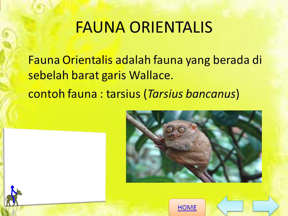 FAUNA ORIENTALIS Fauna Orientalis adalah fauna yang berada di sebelah barat garis Wallace.