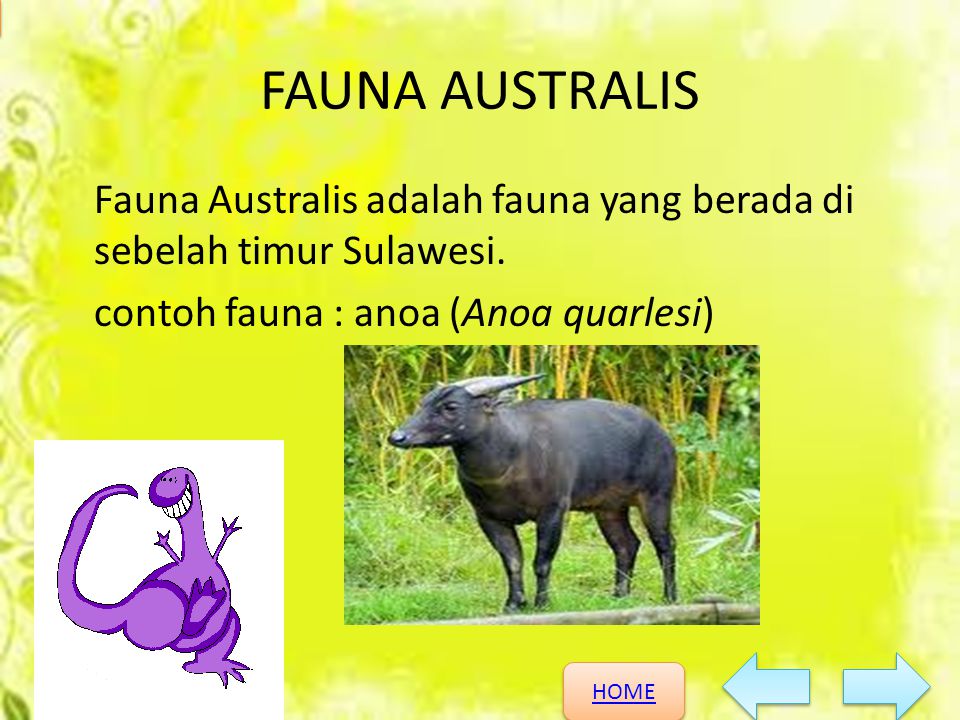 FAUNA AUSTRALIS Fauna Australis adalah fauna yang berada di sebelah timur Sulawesi.