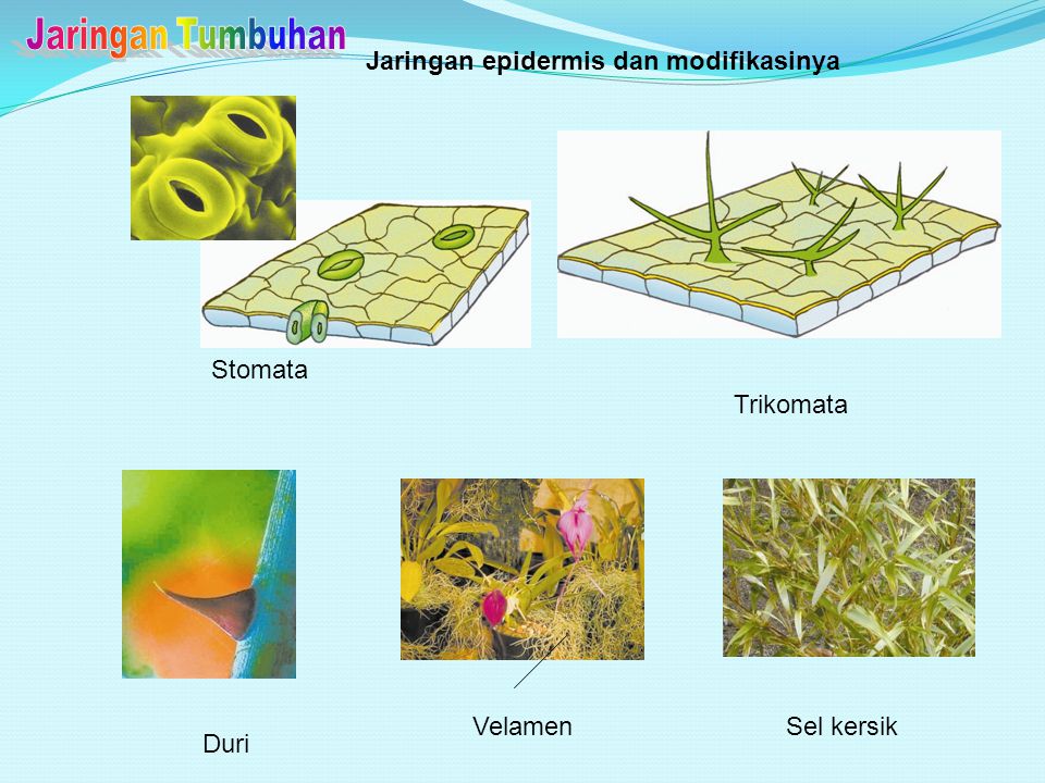 Jaringan Tumbuhan Jaringan epidermis dan modifikasinya Stomata