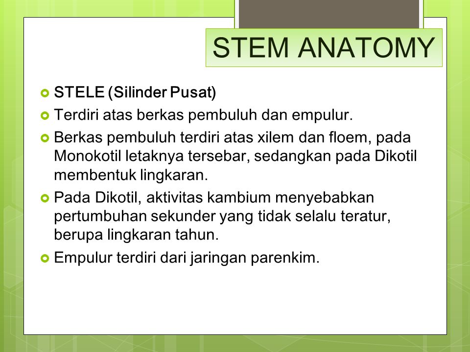 STEM ANATOMY STELE (Silinder Pusat)