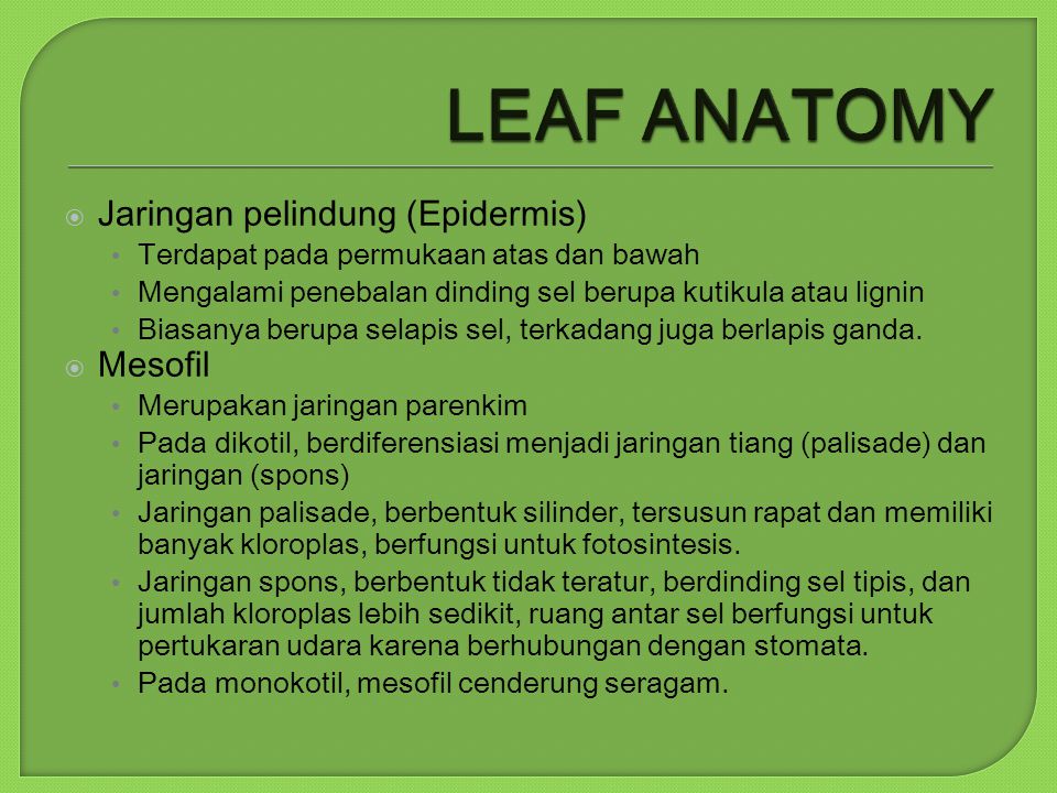 LEAF ANATOMY Jaringan pelindung (Epidermis) Mesofil