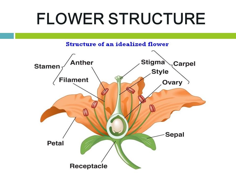 FLOWER STRUCTURE